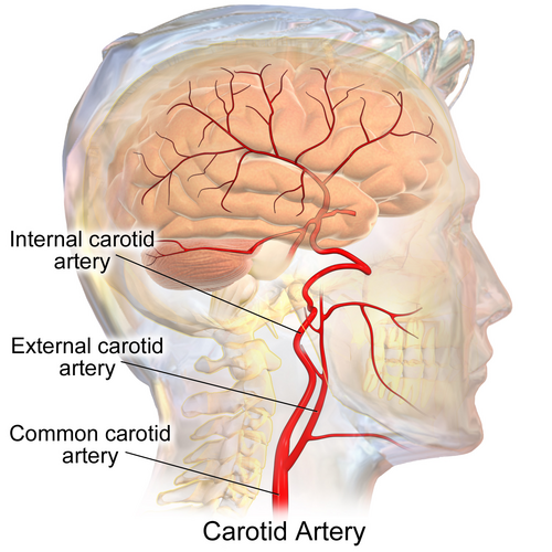 external carotid artery